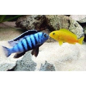Pseudotropheus Saulosi Malawi Cichliden (Mbuna), Vis, Zoetwatervis, Schoolvis