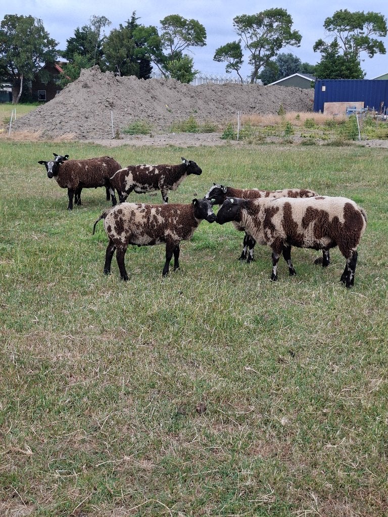 Bonte  fok  rammen zwoegervrij, Mannelijk, Schaap, 0 tot 2 jaar