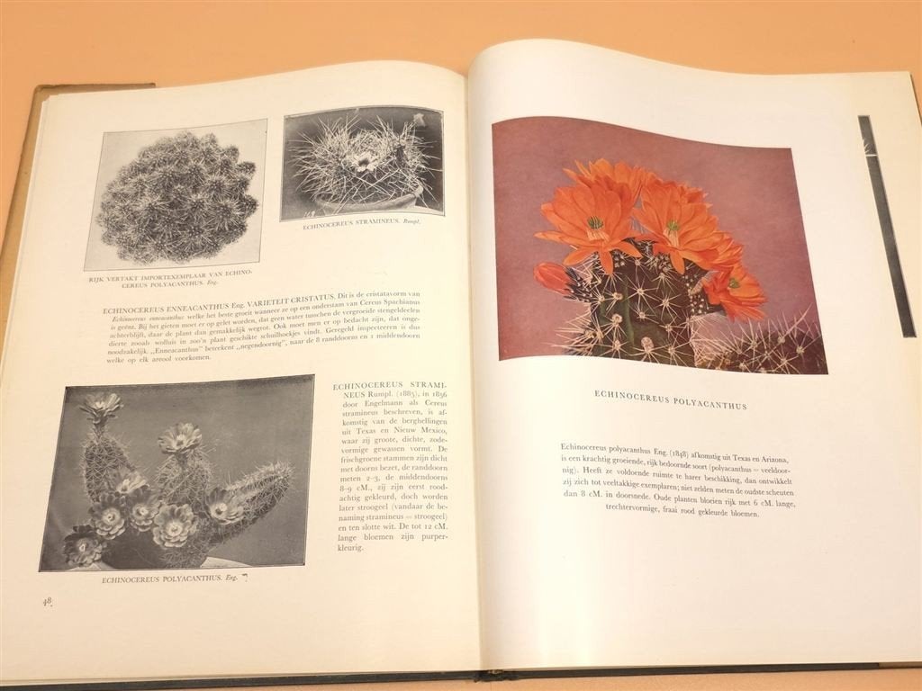 Succulenten in Beeld en Woord — Vintage Cactusboek 1930, Ophalen of Verzenden, Gelezen, Vogels