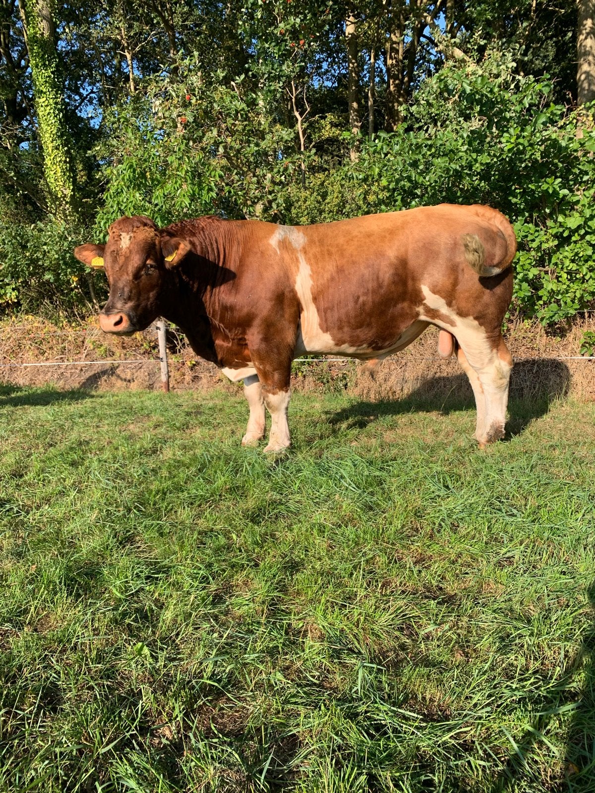 Te koop Maine Anjou Dekstier ( GERESERVEERD), Dieren en Toebehoren, Mannelijk, 3 tot 6 jaar