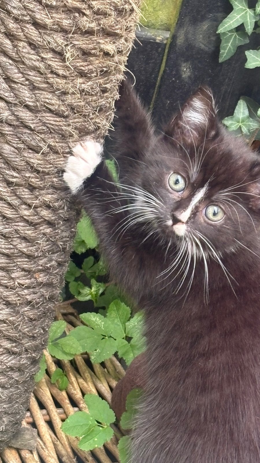 5 KITTENS te koop blauw/roze halsband jongens en meises, Meerdere dieren