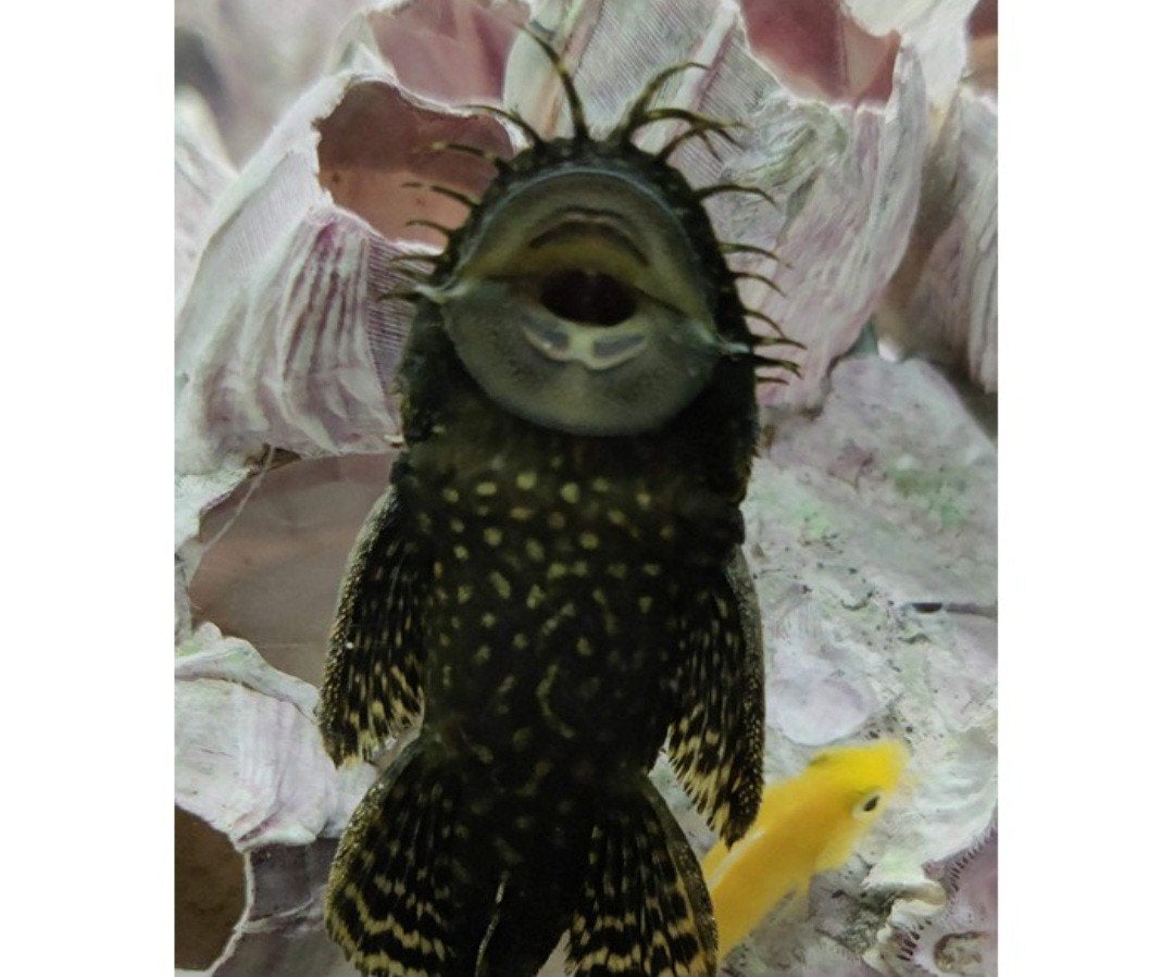 Borstelneus algeneter volwassen, Dieren en Toebehoren, Vissen | Aquariumvissen, Vis, Zoetwatervis