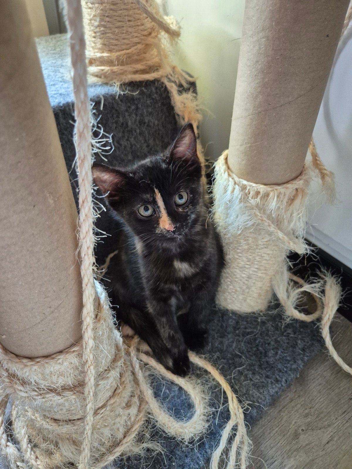 lieve kittens te koop, Dieren en Toebehoren, Katten en Kittens | Overige Katten, Meerdere dieren, Kortharig, 0 tot 2 jaar