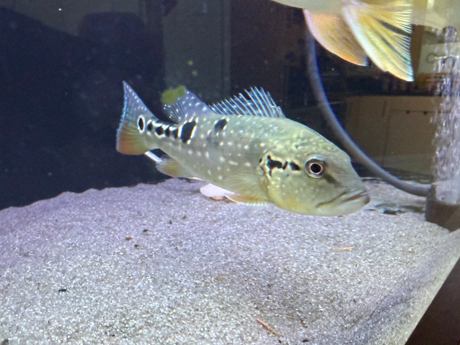 4x Cichla temensis – 20 tot 35 cm – mooie groep, Vis