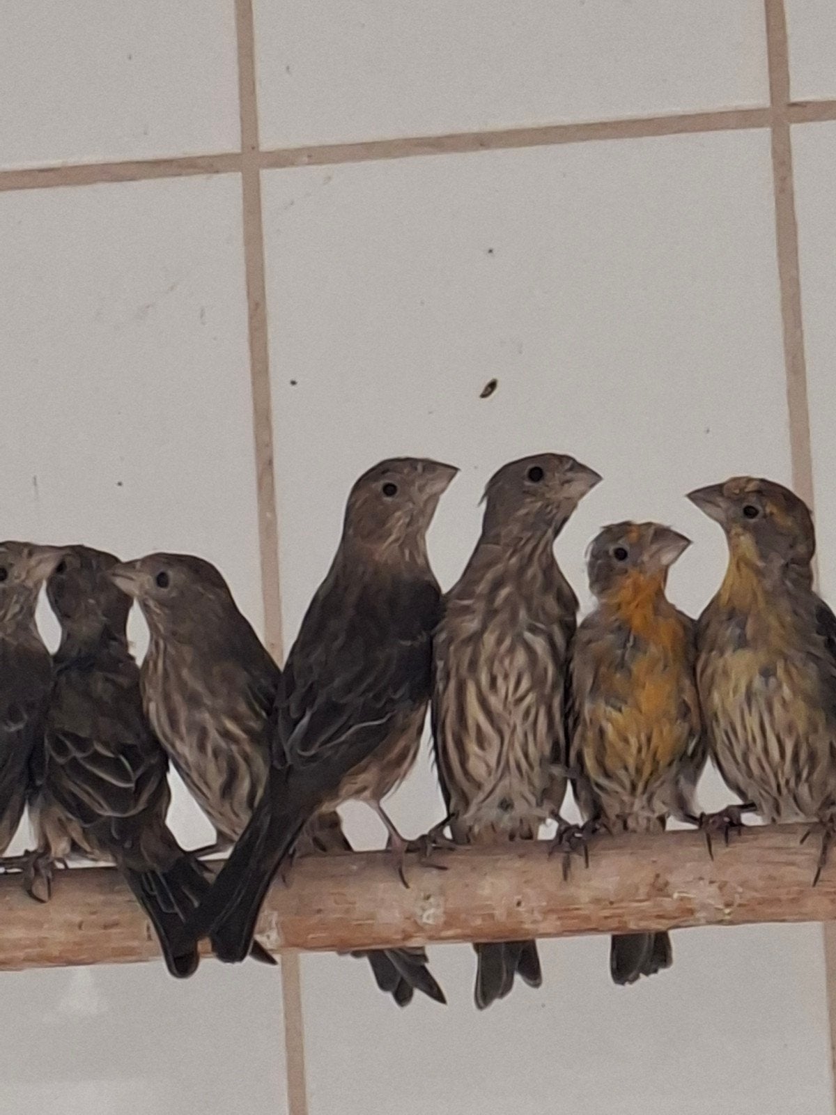 Te koop mexicaanse roodmussen, Dieren en Toebehoren, Meerdere dieren
