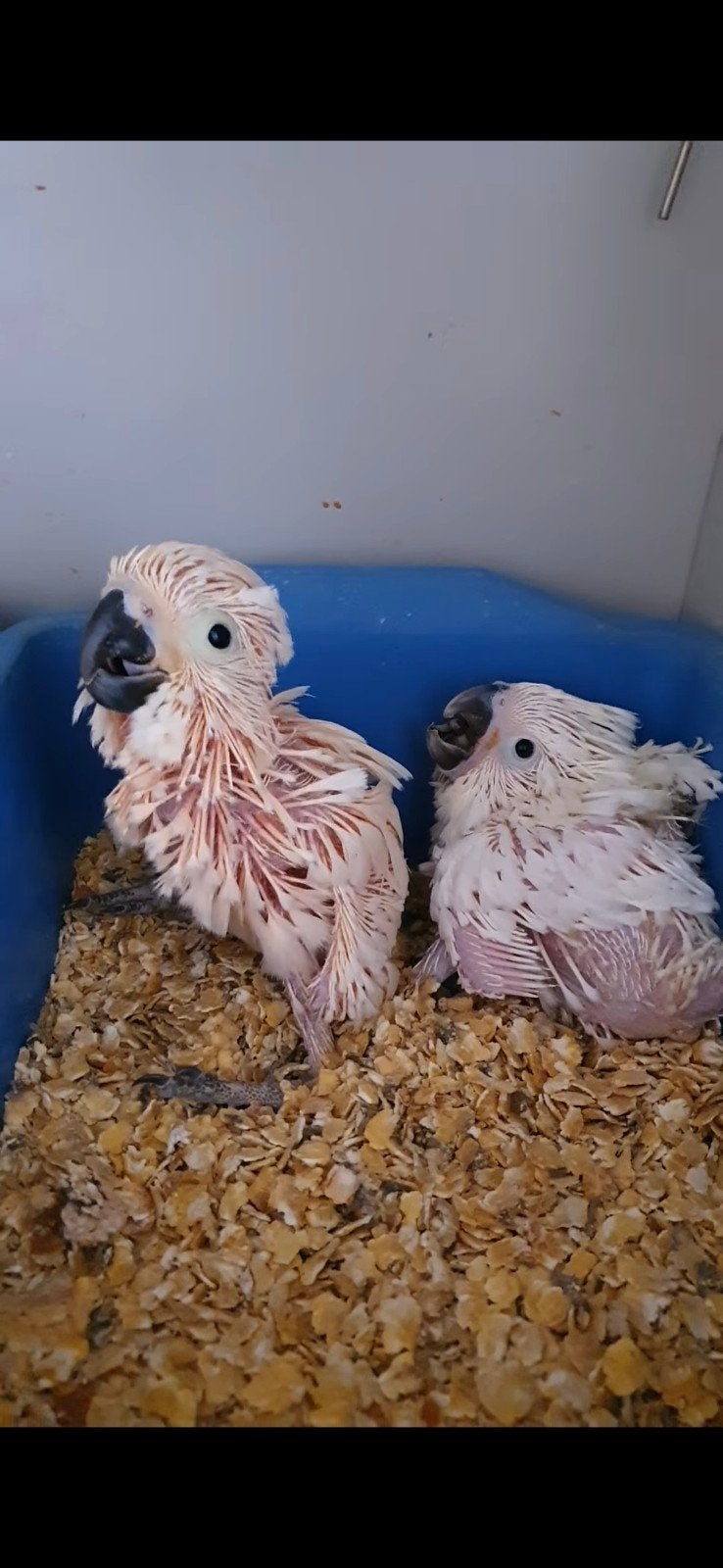Molukken kaketoe, Meerdere dieren, Papegaai