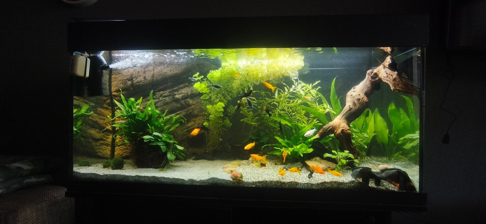 Juwel-aquarium van 200 liter, met of zonder vissen en inclus, Dieren en Toebehoren, Ophalen of Verzenden