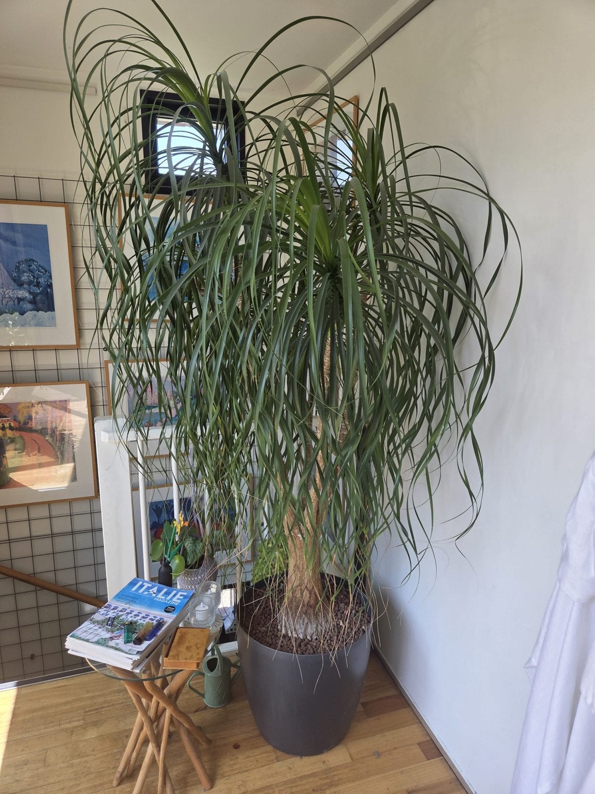 Grote Olifantspoot (Beaucarnea recurvata) 2m hoog, Ophalen, 200 cm of meer, Overige soorten, In pot