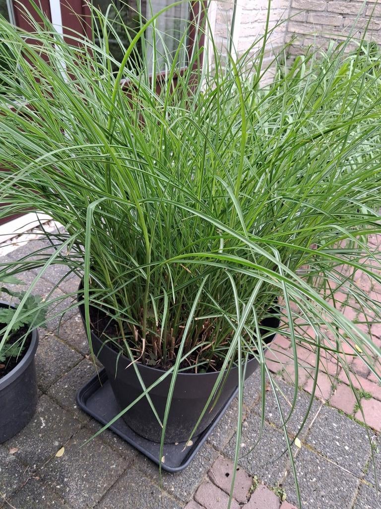 4 stuks Miscanthus Sinensis Gracillimus 4 stuks, Ophalen of Verzenden, Overige soorten, Volle zon