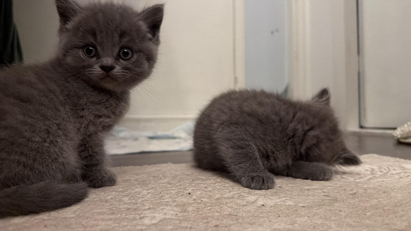 Kitten, Dieren en Toebehoren, Poes, 0 tot 2 jaar