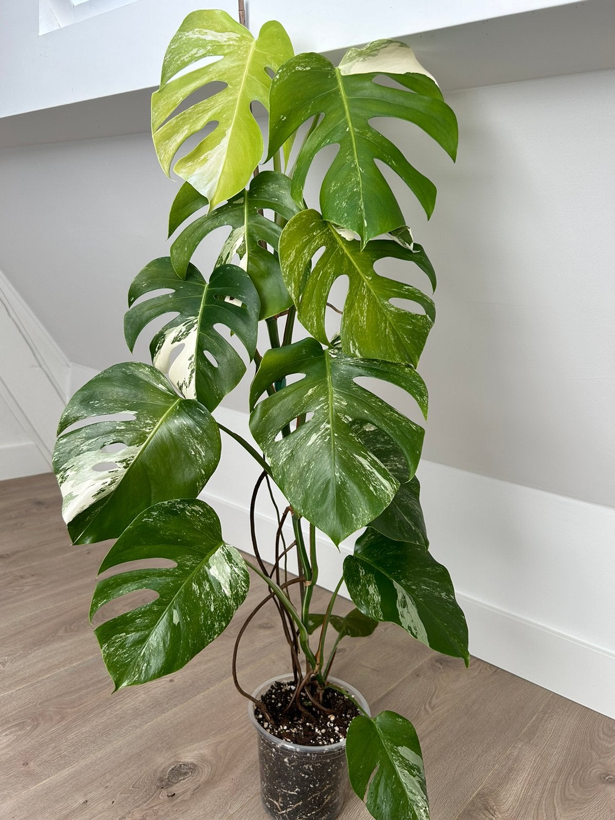 Monstera Albo Variegata #11, Ophalen, Halfschaduw, Minder dan 100 cm