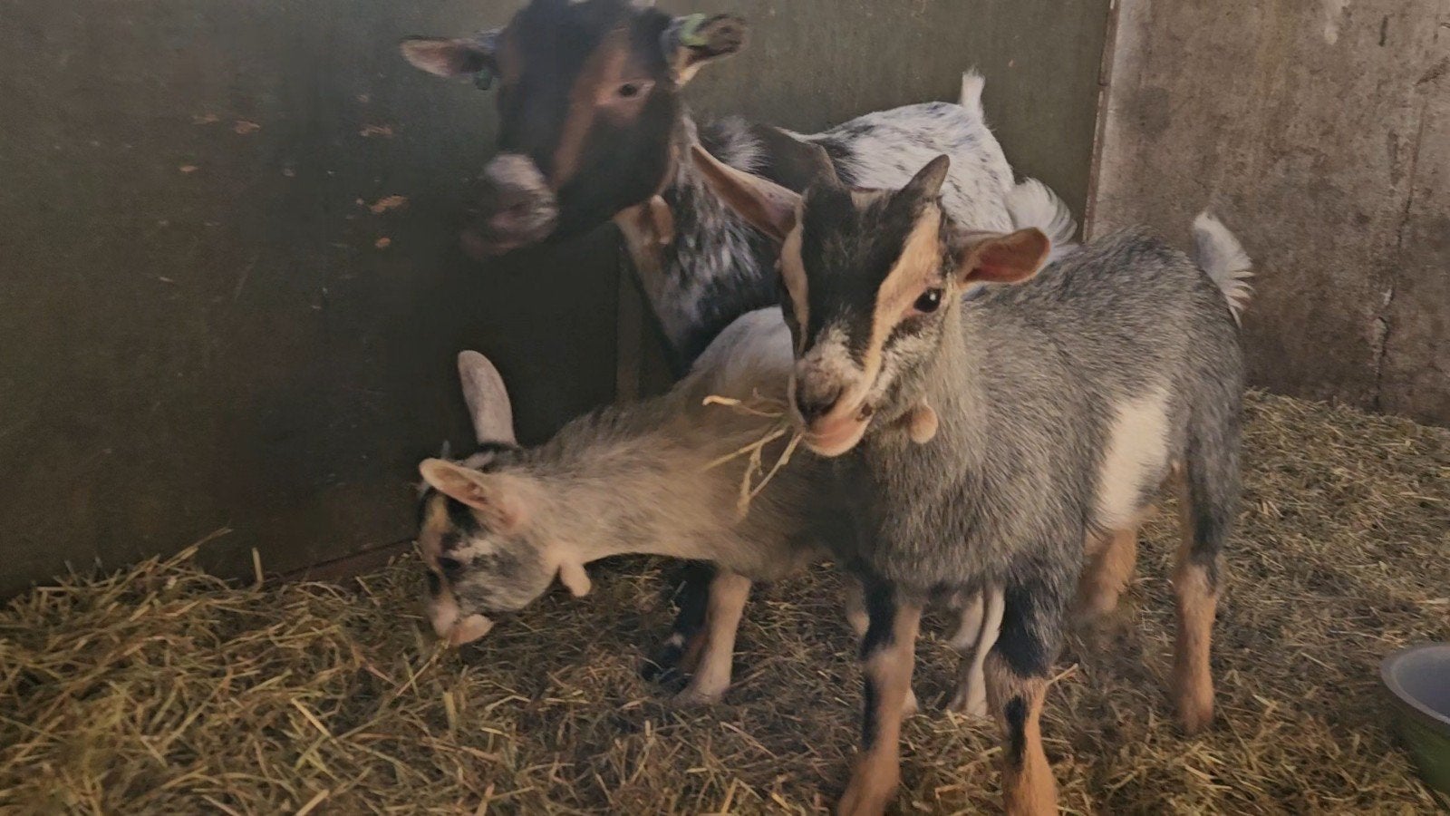 mooie jonge dwerggeiten en dekbok, Meerdere dieren, Geit, 0 tot 2 jaar
