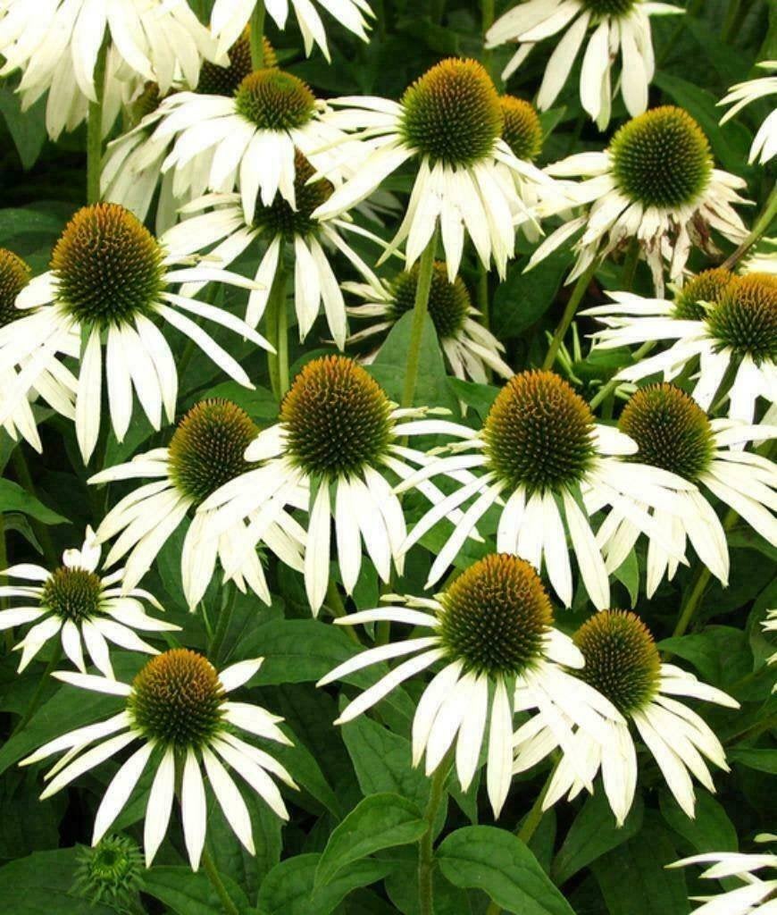 Zonnehoed wit plantjes, Volle zon, Vaste plant, Zomer, Ophalen