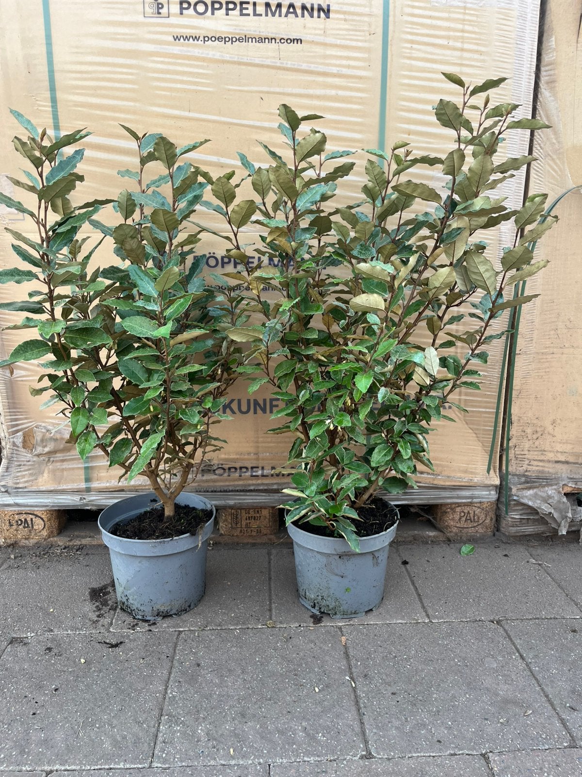 Elaeagnus Ebbingei - Compacta - Olijfwilg - A Kwaliteit!!, Tuin en Terras, Ophalen, Overige soorten, Volle zon