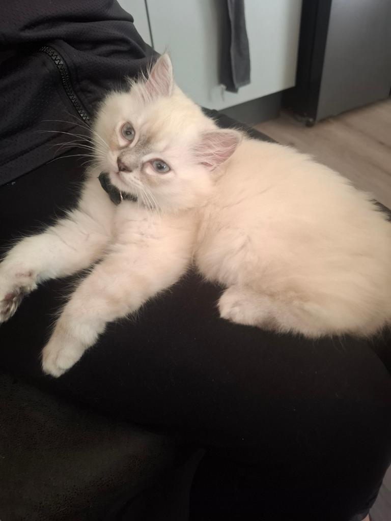Siberische kitten, Dieren en Toebehoren, Kater, Ontwormd