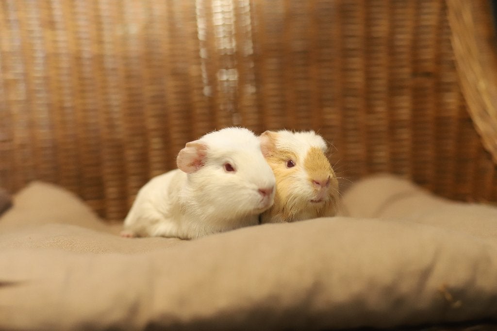 Cavia zeugjes | Jonge cavia's | Gezonde dieren, Dieren en Toebehoren, Knaagdieren, Cavia, Juni, Vrouwelijk, Tam