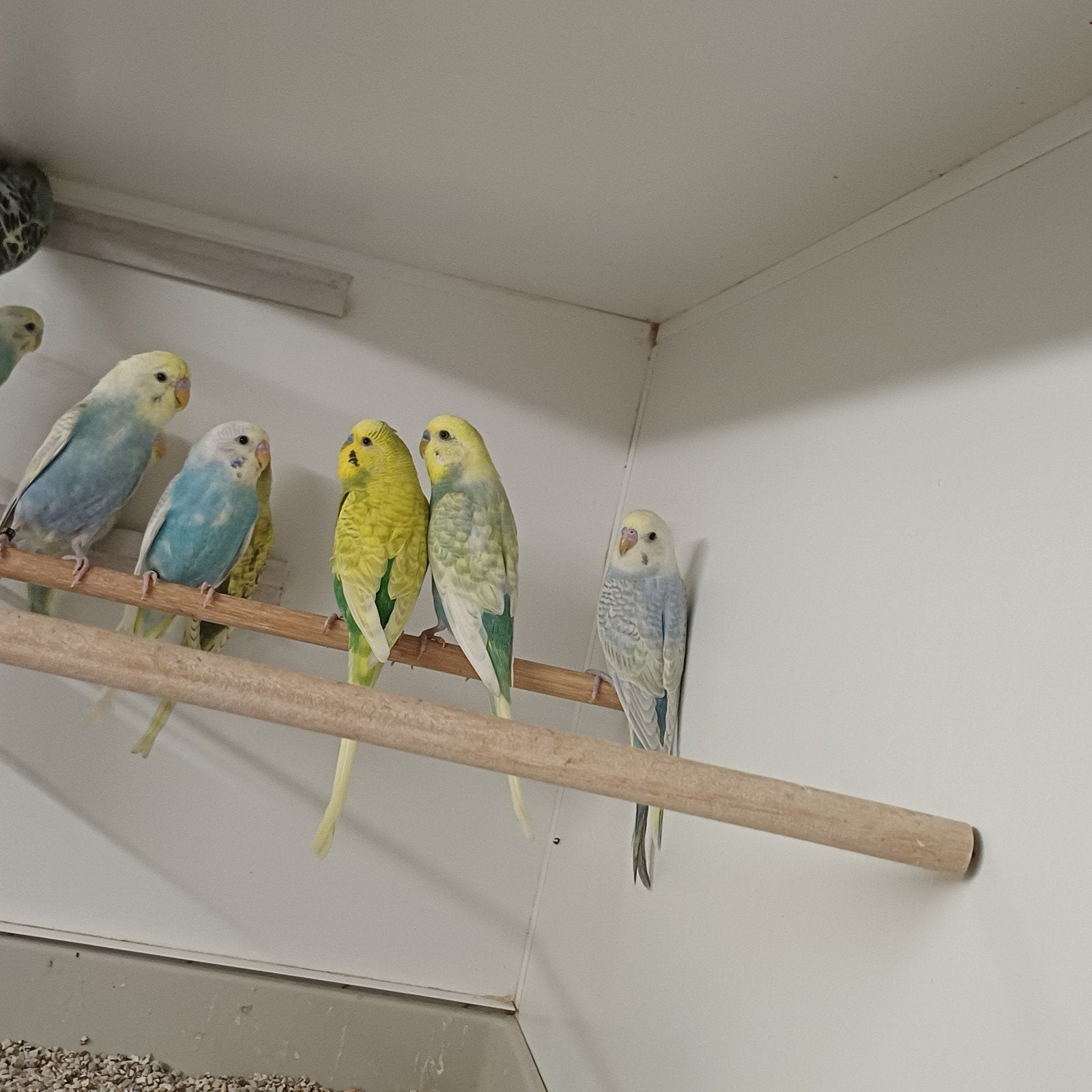 Mooie koppels regenboog grasparkieten, Dieren en Toebehoren