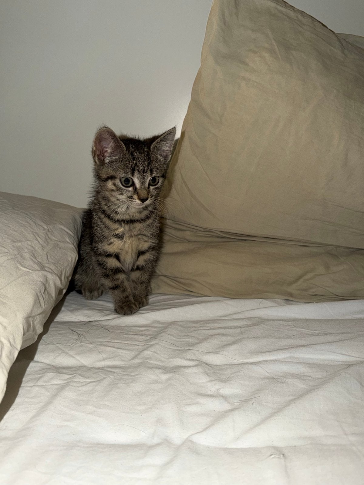 Kitten europese korthaar en ragdoll, Dieren en Toebehoren, Katten en Kittens | Overige Katten, Kater