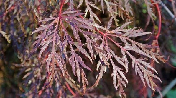 4 Acer palmatum Garnet 60-70 cm  € 125, Ophalen of Verzenden, Esdoorn, Struik, Minder dan 100 cm