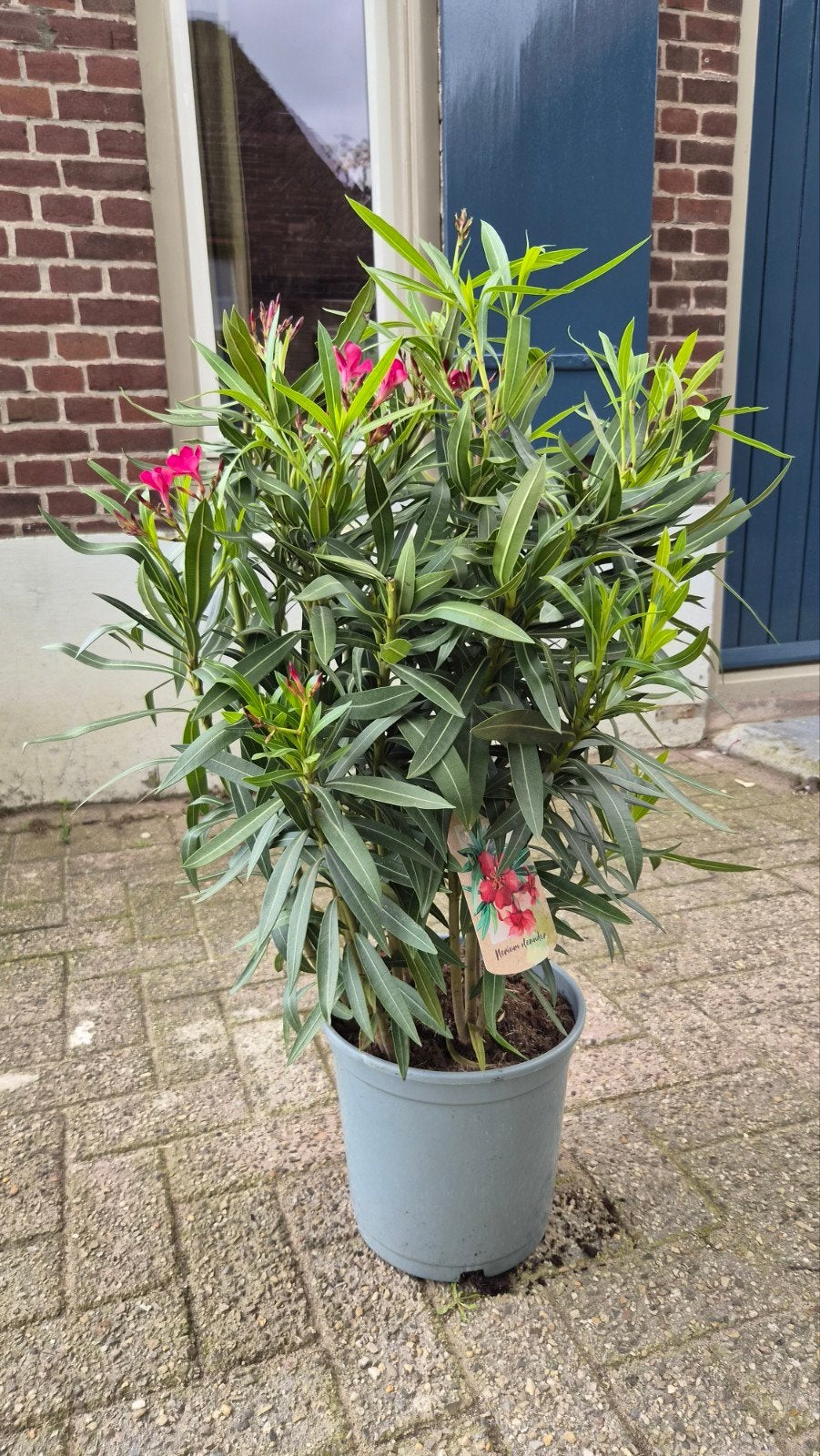 Ruilen: Oleander Nerium - Meer dan 100 cm hoog, Volle zon, Vaste plant, Zomer, Ophalen