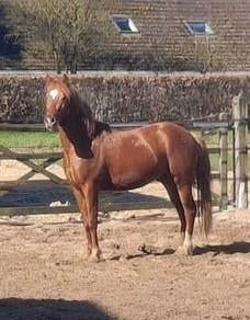 New Forest D-pony, Ruin, 3 tot 6 jaar, Met stamboom, Onbeleerd