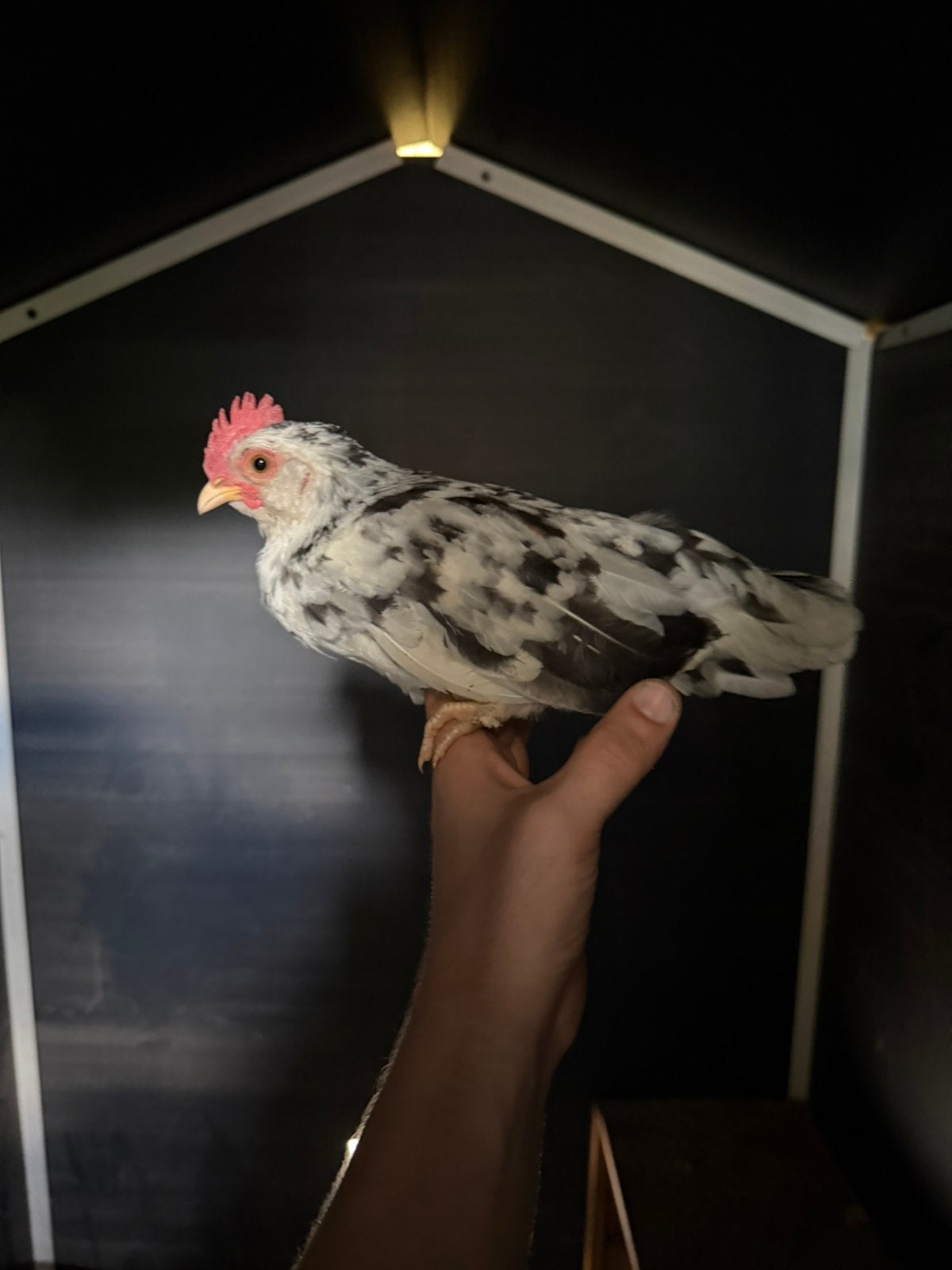 Krielkip haantjes, Dieren en Toebehoren, Mannelijk, Kip