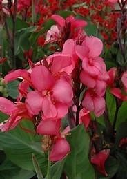 Canna knollen rood hoog, cyclaam+geel middelhoog prijs/pst, Ophalen of Verzenden, Voorjaar, Volle zon, Knol