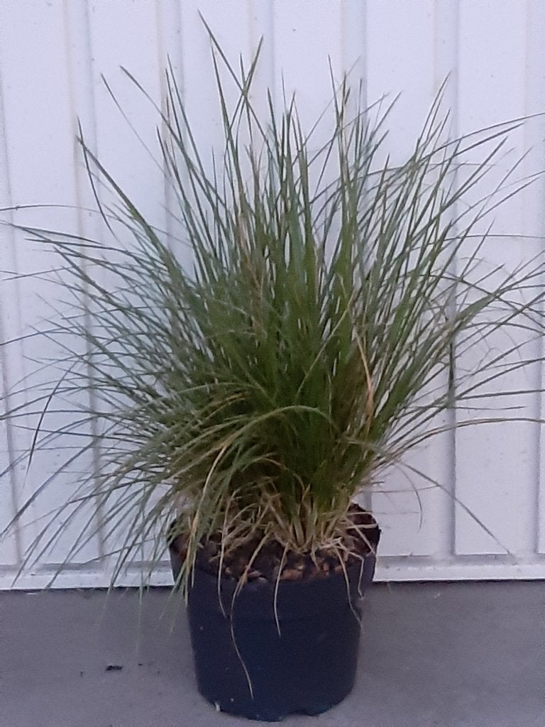 Siergras Carex red rooster en prairie fire, Vaste plant, Bloeit niet, Halfschaduw, Ophalen