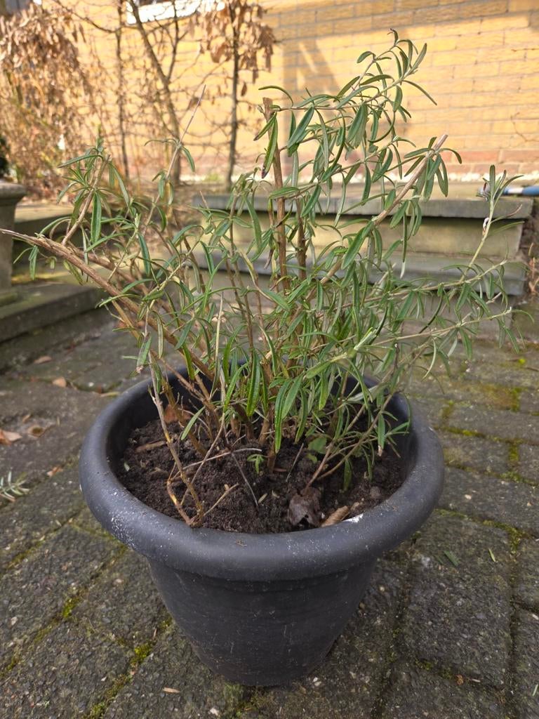 Rozemarijn plant in pot, Tuin en Terras, Planten | Tuinplanten, Ophalen