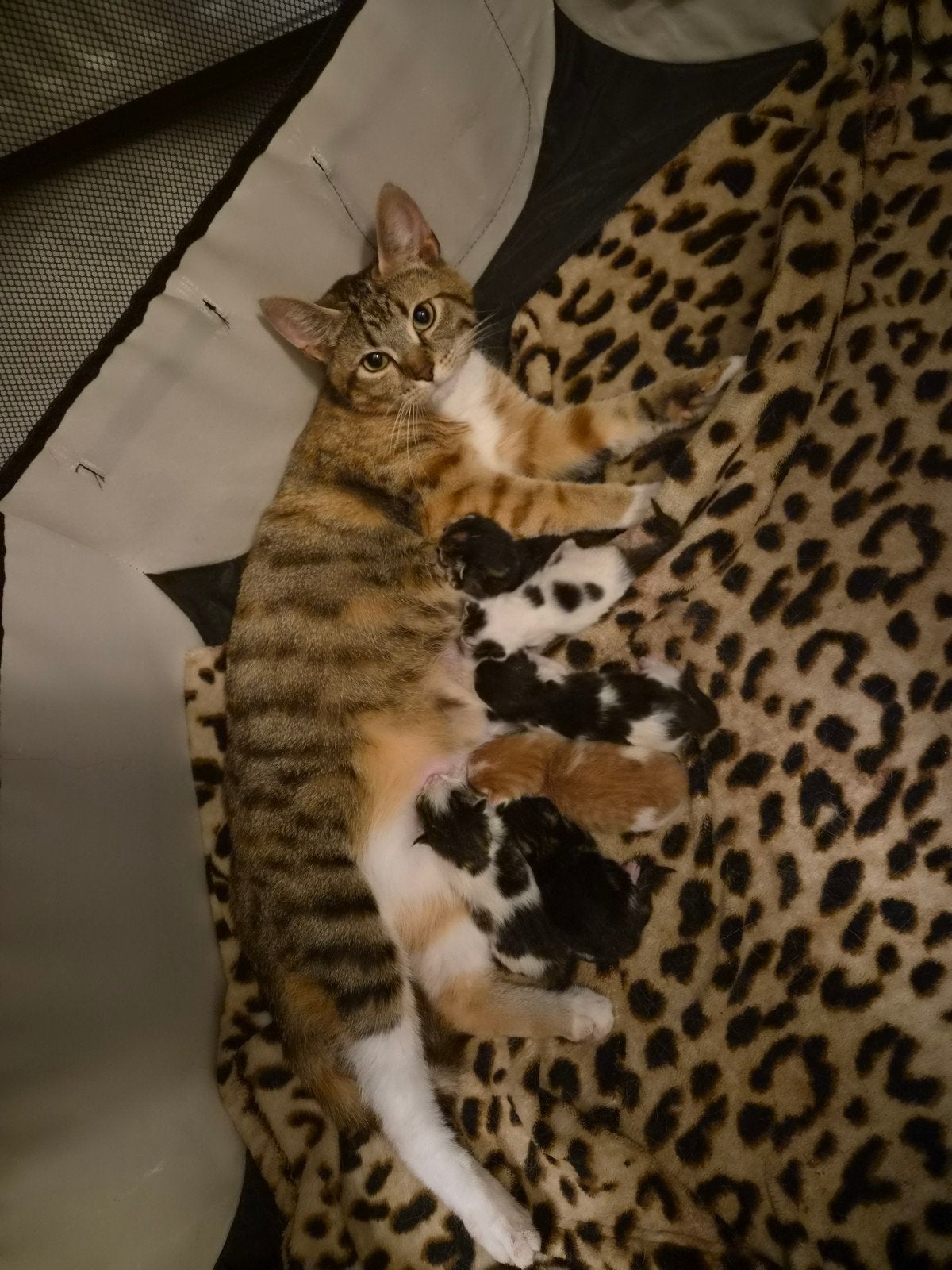 Lieve kittens, Meerdere dieren