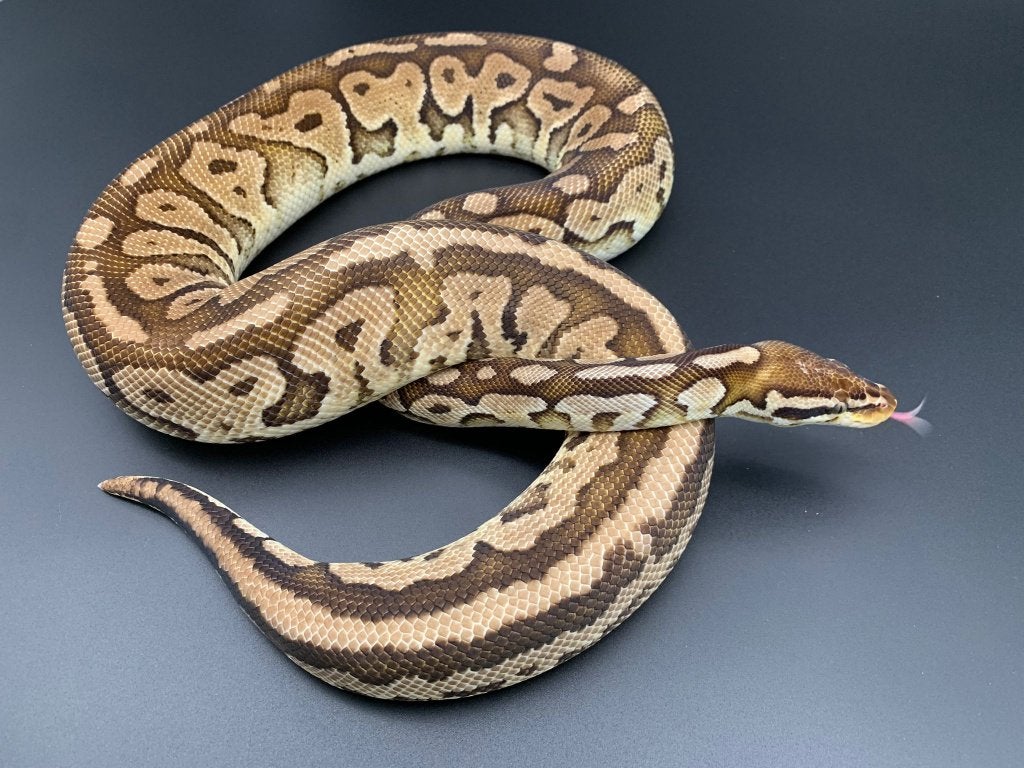 1.0 pastel special het pied python regius Ball Python photo 3