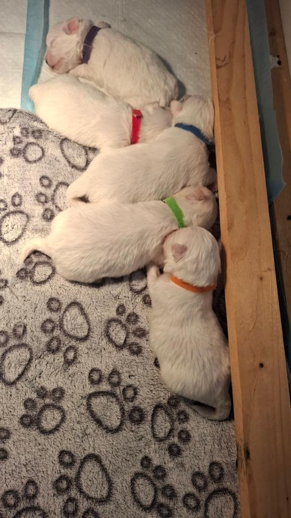 Te Koop witte Maltezer pups  GRAAG Goed Lezen ., Maltezer, 8 tot 15 weken, Parvo, Meerdere