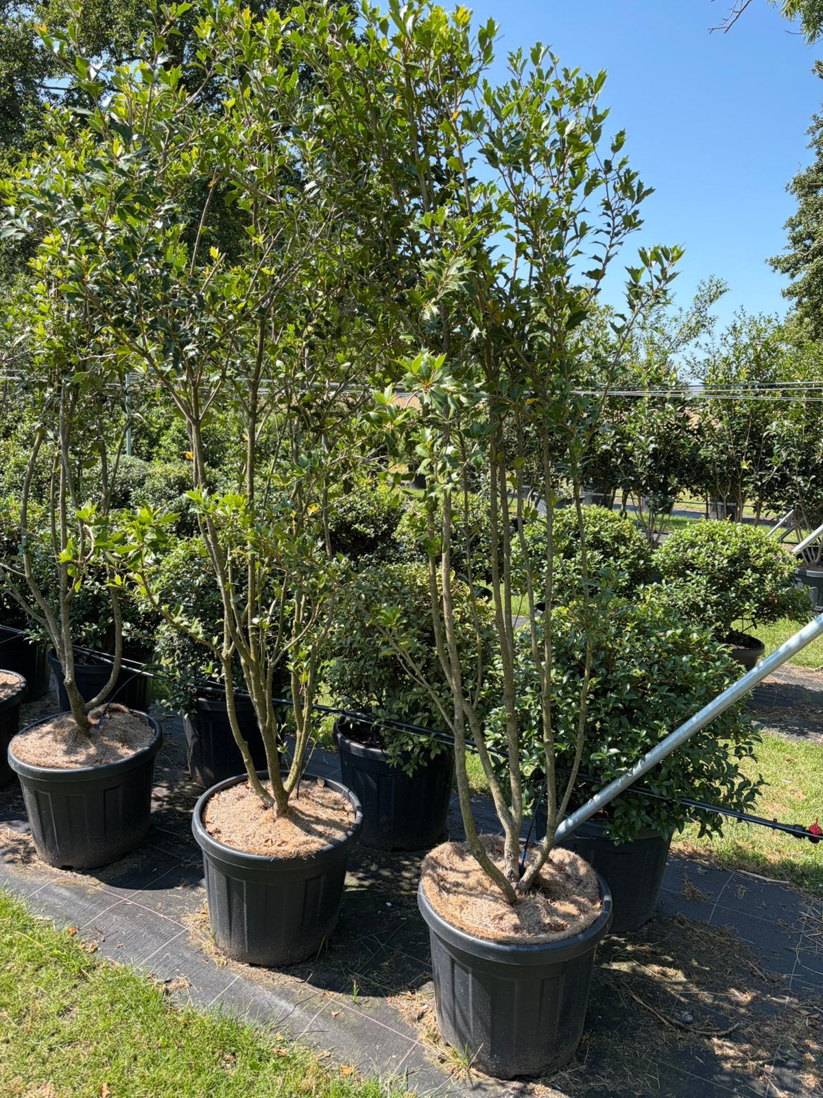 Osmanthus schijnhulst meerstam leverbaar tot 250 cm hoog., Tuin en Terras, Planten | Struiken en Hagen, Ophalen, Overige soorten