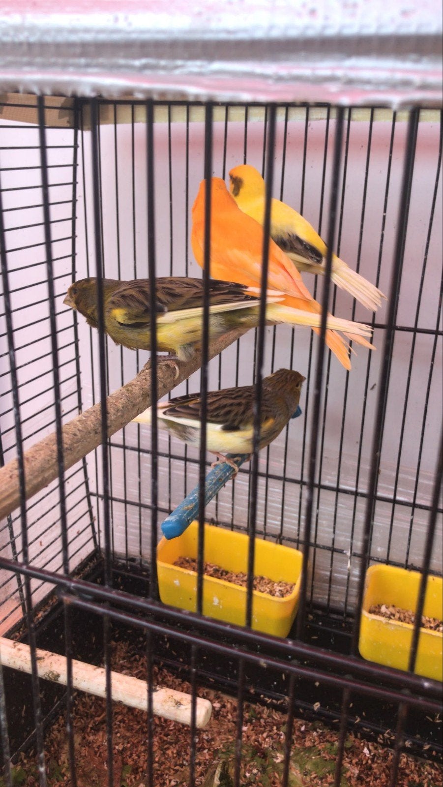 Kanaries (6 stuks), Meerdere dieren, Kleurkanarie