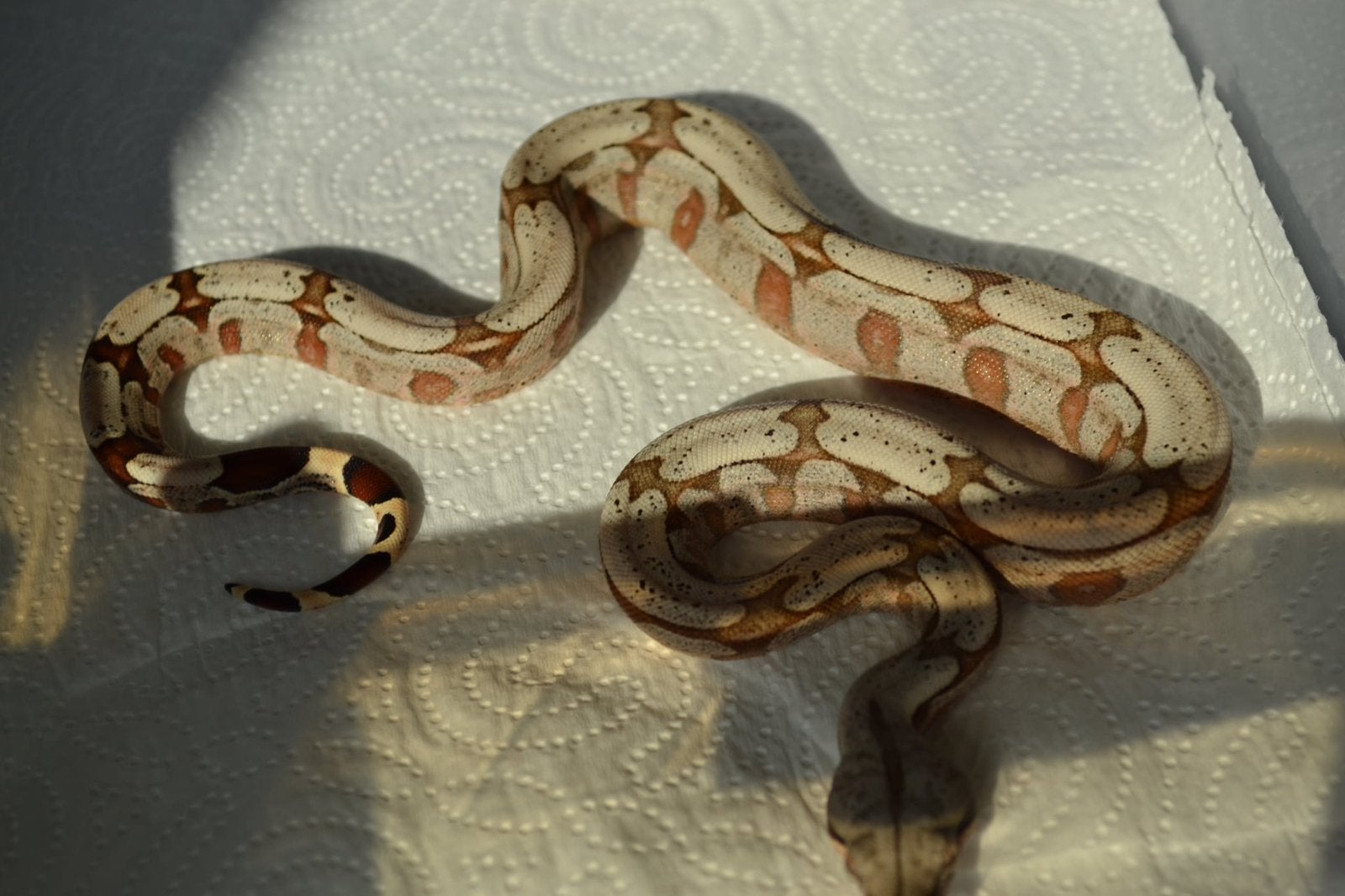Boa constrictor amarali Boa Constrictor photo 7