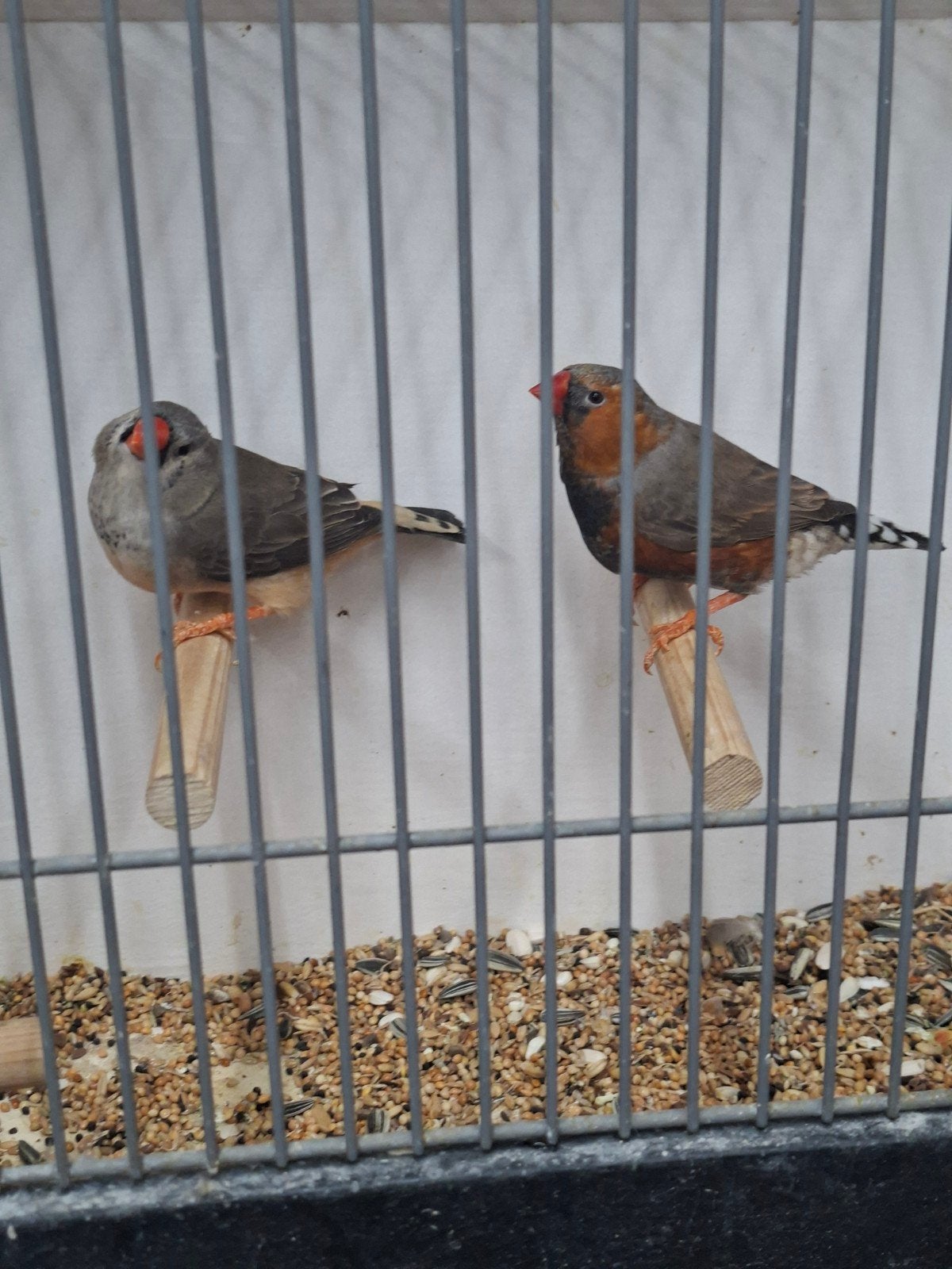 te koop diverse zebravinken tt waardig, Dieren en Toebehoren, Vogels | Overige Vogels, Meerdere dieren