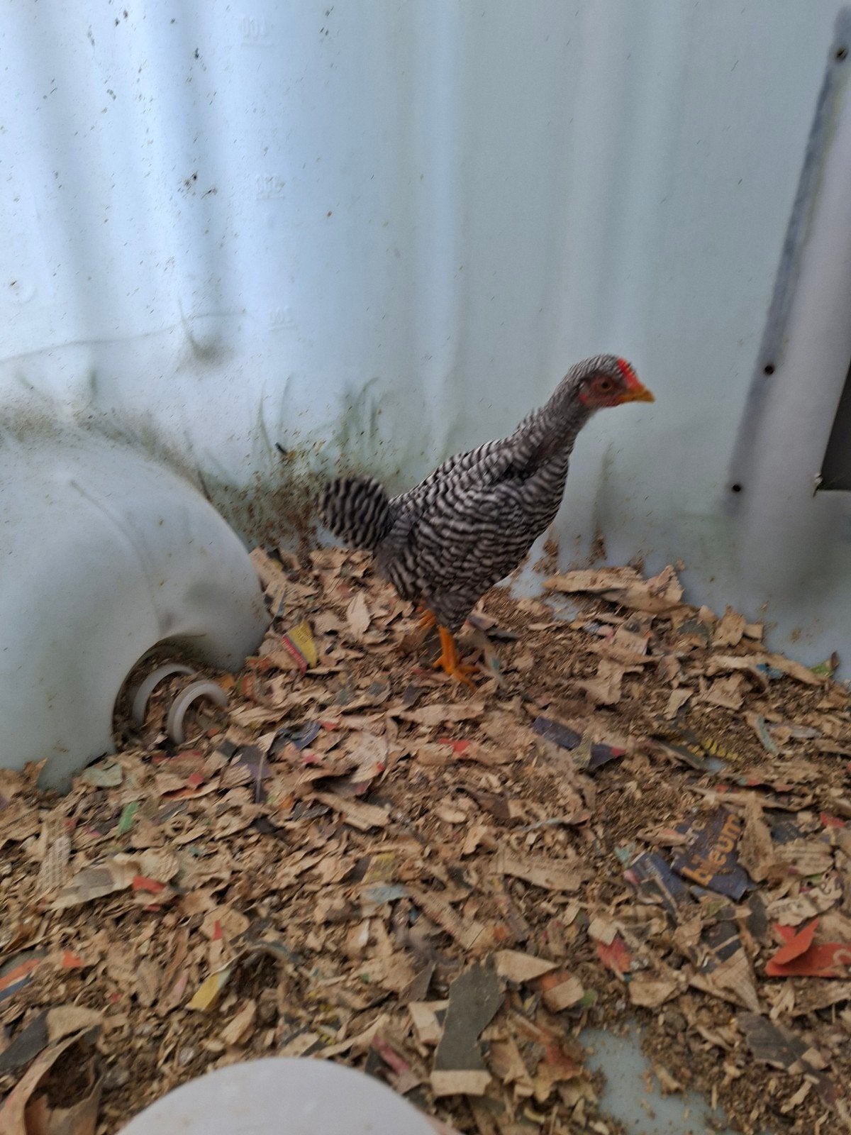 Amrock haantje, Dieren en Toebehoren, Pluimvee, Mannelijk, Kip