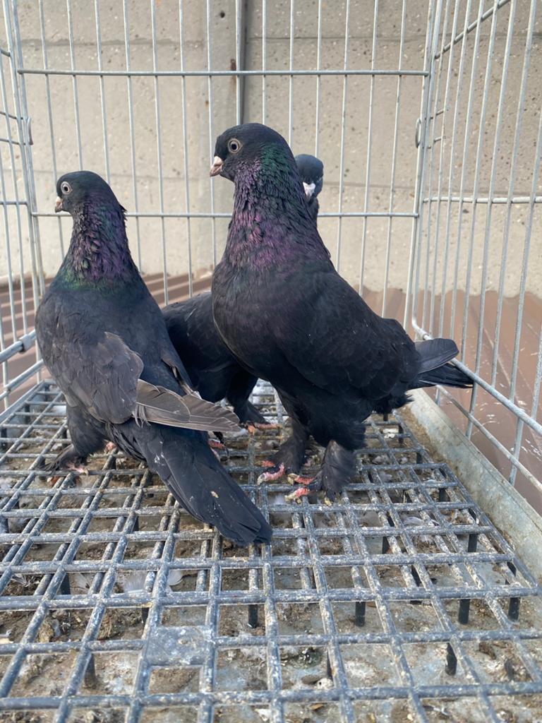 Takla kisa gaga araplar, Dieren en Toebehoren, Vogels | Duiven, Meerdere dieren, Postduif