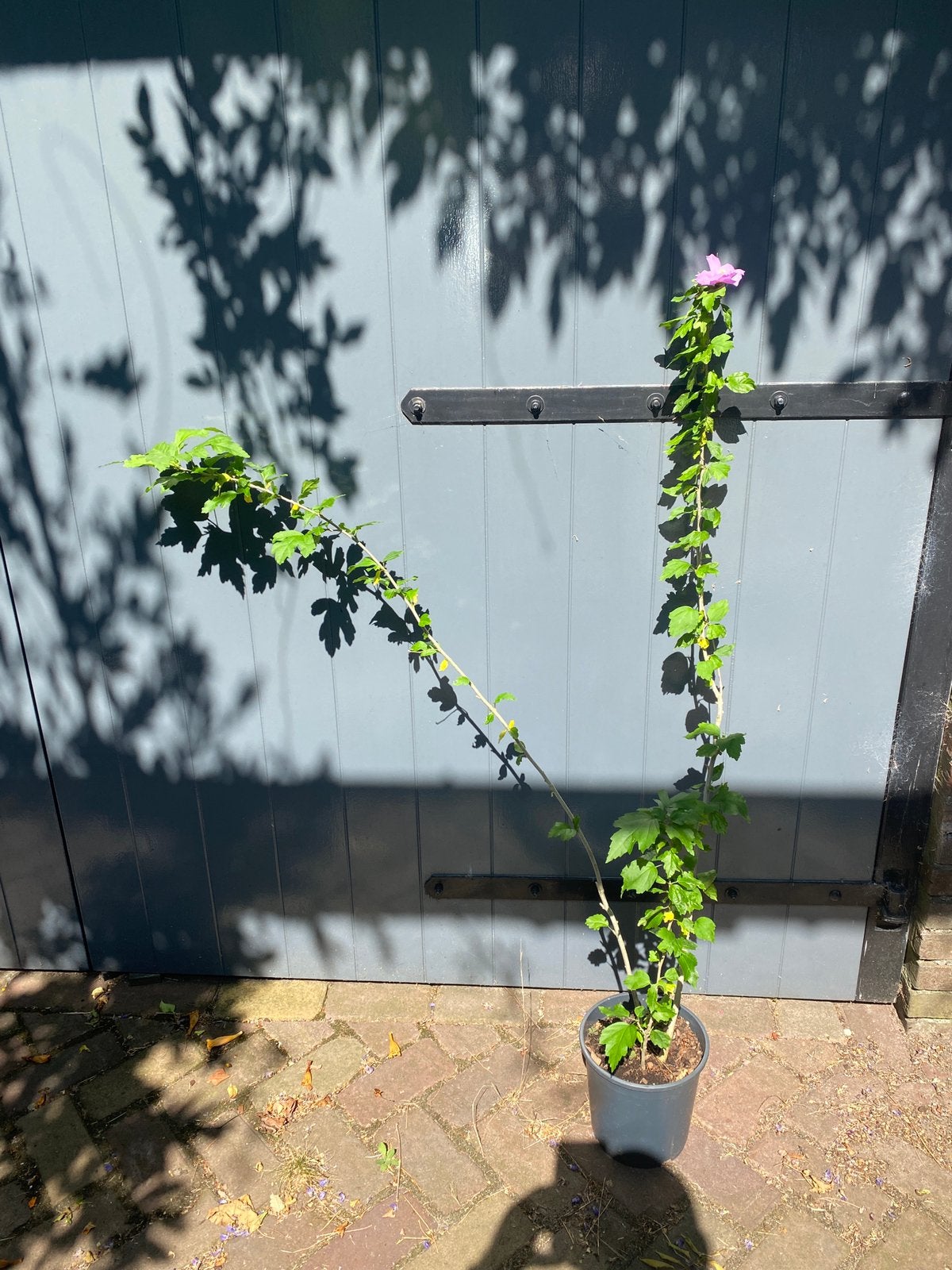 Hibiscus roze in pot, Ophalen, Overige soorten, Minder dan 100 cm