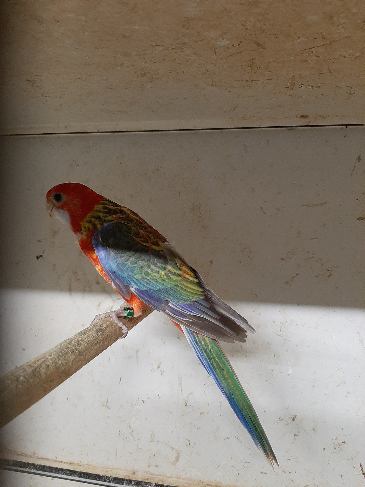 rosella opaline/gold/blauw pop '26, Vrouwelijk, Geringd
