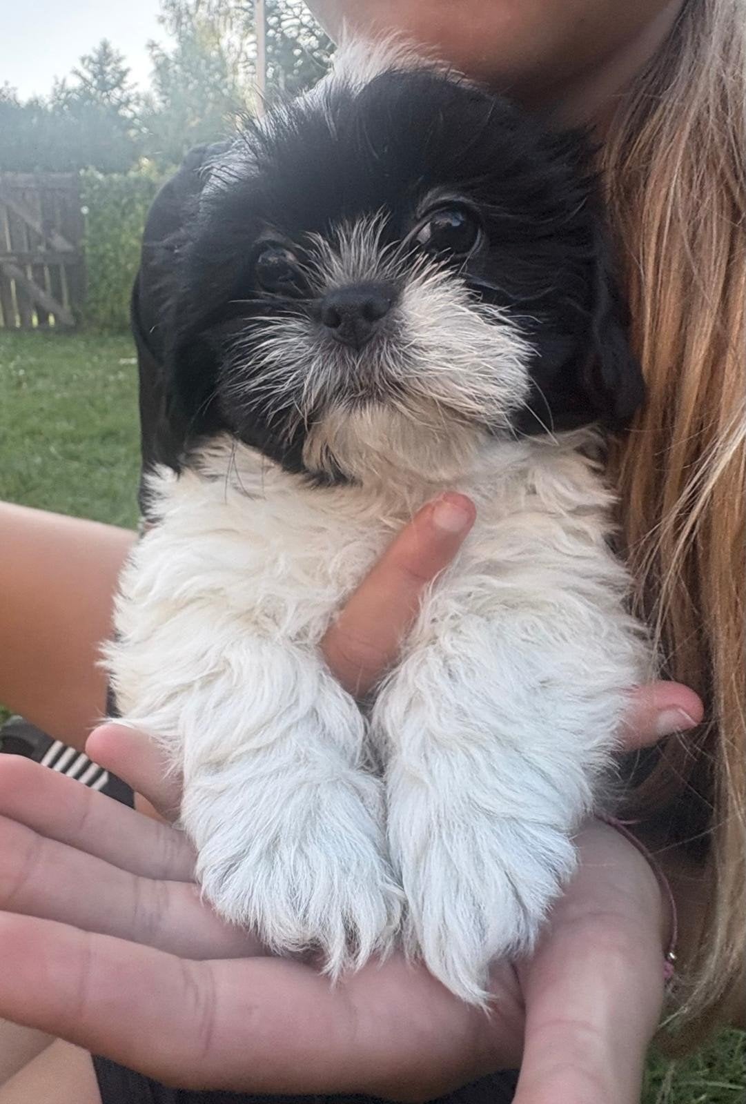Prachtige boomer pups, Dieren en Toebehoren, Honden | Chihuahua's en Gezelschapshonden, Parvo, Overige rassen, 8 tot 15 weken