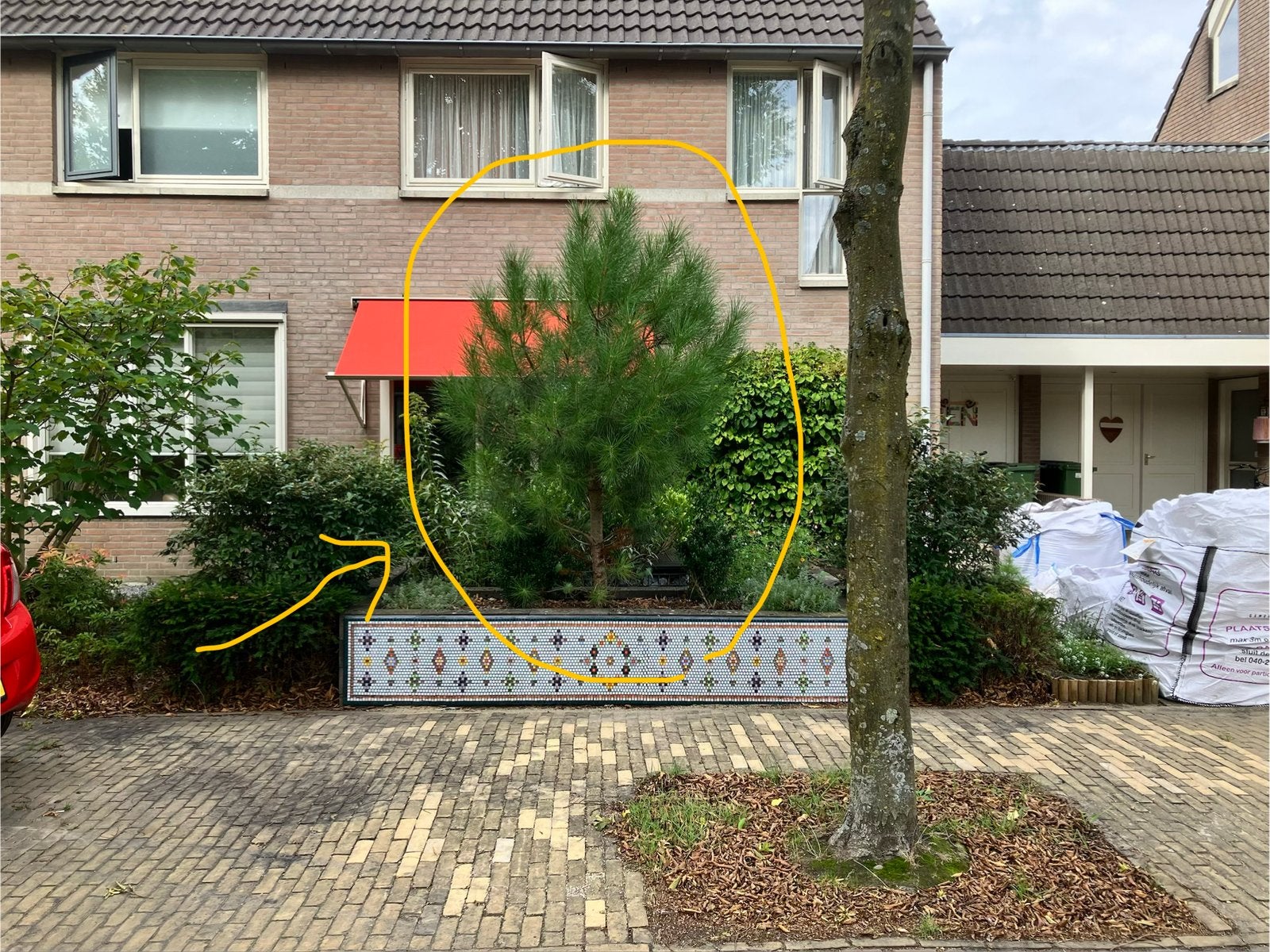 Boom (parasolden), Bloeit niet, Overige soorten, 100 tot 250 cm, Ophalen