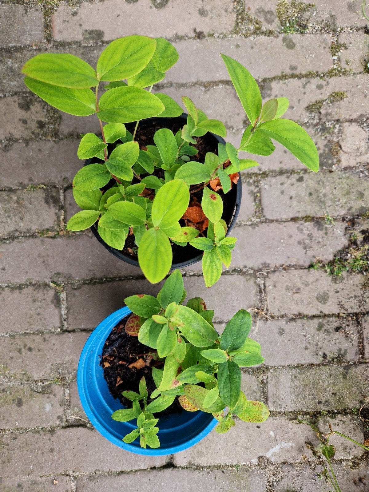 Mansbloed (Hypericum androsaemum), Vaste plant, Halfschaduw, Lente, Ophalen