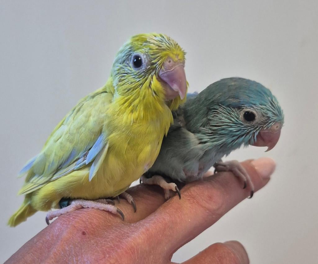 Jonge forpussen om tam te maken, Meerdere dieren, Dwergpapegaai of Agapornis, Geringd