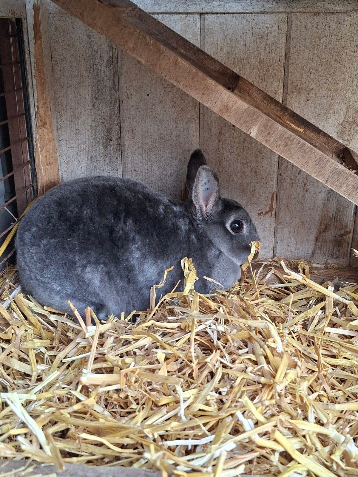 Mini Rex voedster te koop, Dieren en Toebehoren, Konijnen, Vrouwelijk, Klein, 3 tot 5 jaar