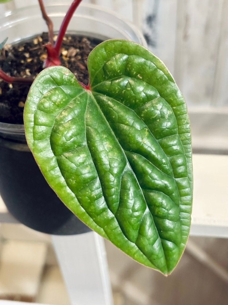 Anthurium x Luxurians, Huis en Inrichting, Ophalen, Halfschaduw, Minder dan 100 cm