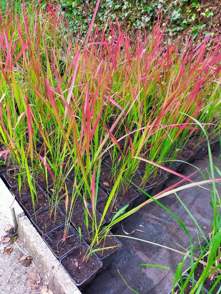 Bloedgras. Imperata Red Baron p9, Ophalen, Vaste plant, Siergrassen, Bloeit niet