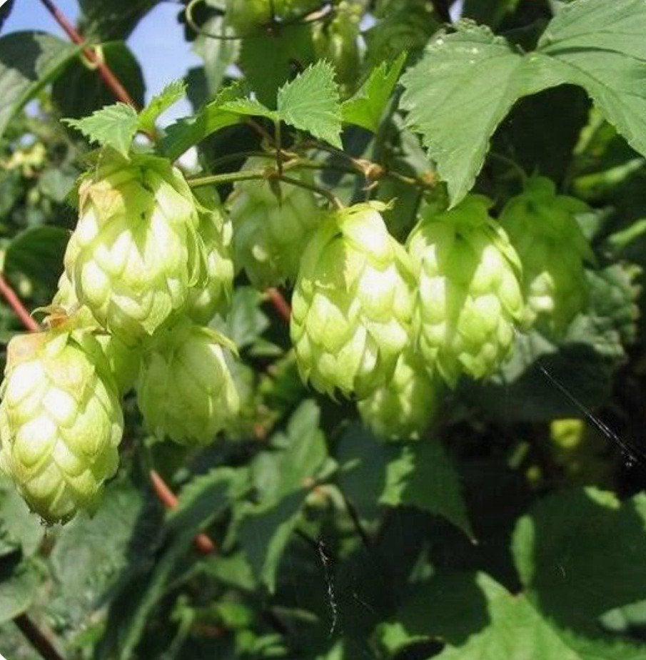Bij wie mag ik een paar takken Hop komen knippen?, Ophalen, Volle zon, Knol