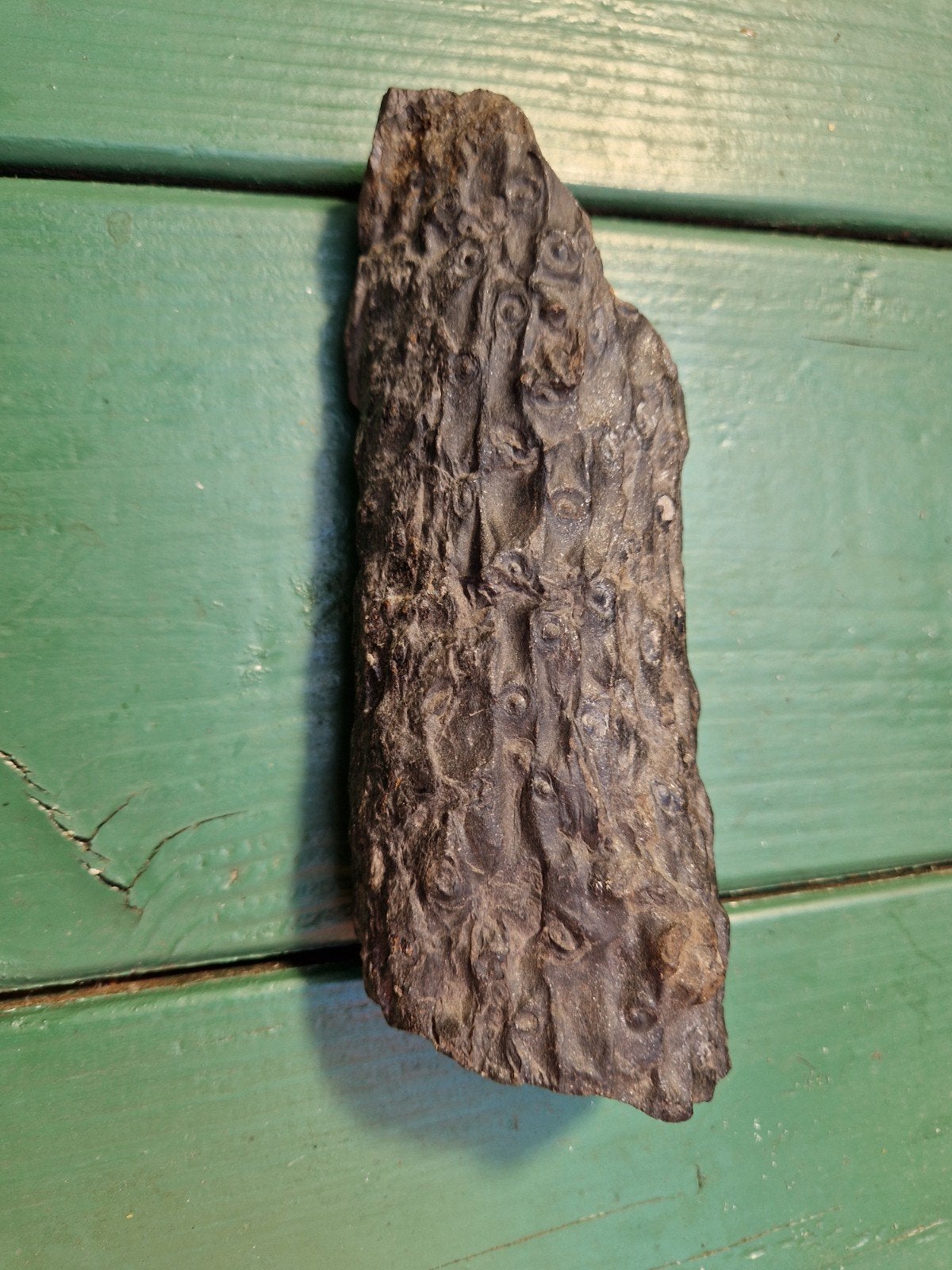 Zegelboom fossiel., Ophalen of Verzenden, Fossiel