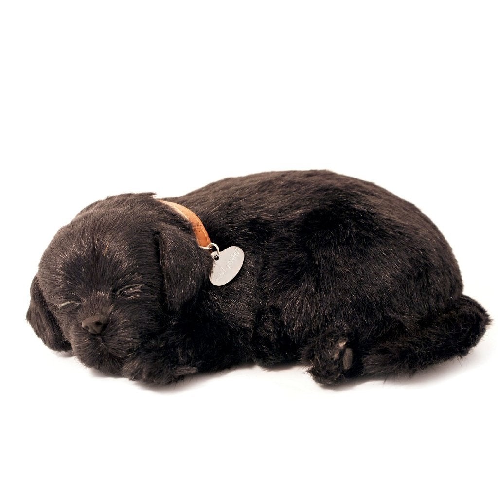 Labrador zwart hondje ademt 'echt', Met doos, Info@hopsa.nl, Industrieweg 12, 2254 AE Voorschoten, Nieuw